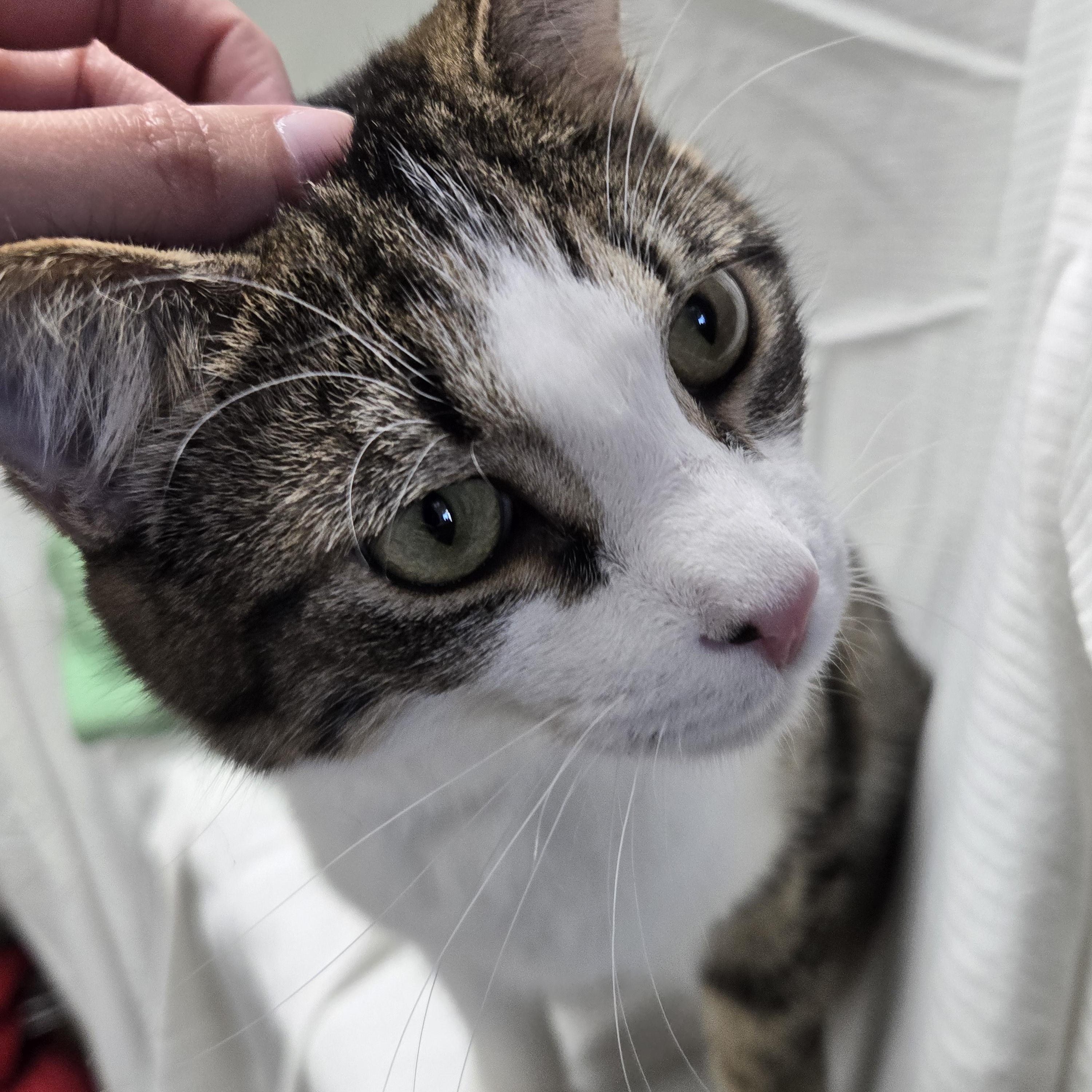 Buckwheat, a Adoptable Domestic Short Hair in Richmond, KY image 5/6