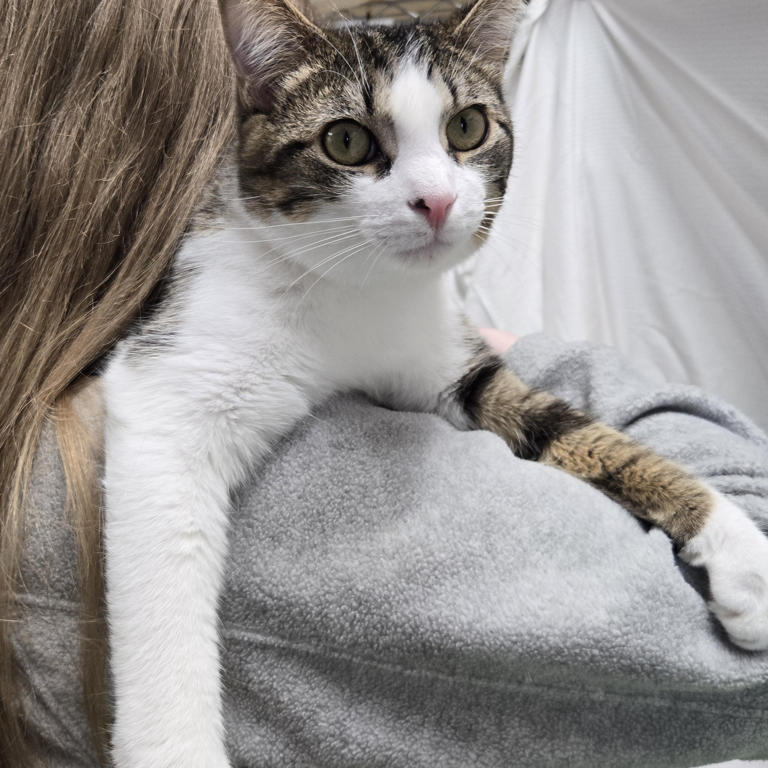 Buckwheat, a Adoptable Domestic Short Hair in Richmond, KY image 4/6
