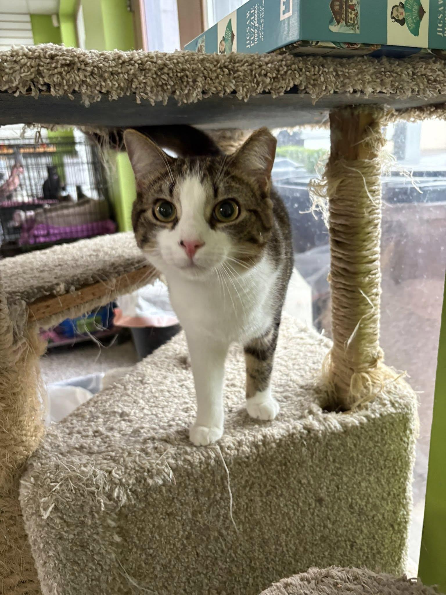 Buckwheat, a Adoptable Domestic Short Hair in Richmond, KY image 3/6