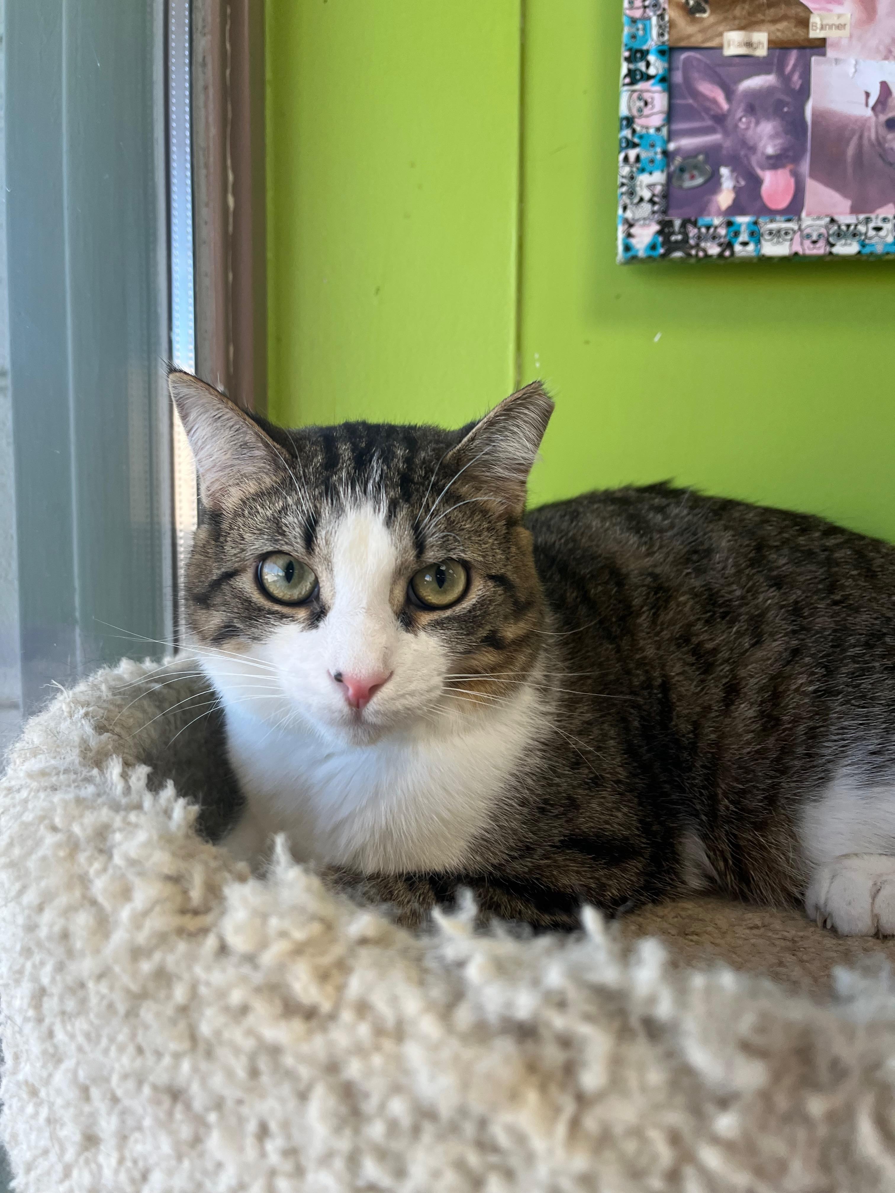 Buckwheat, a Adoptable Domestic Short Hair in Richmond, KY image 1/6