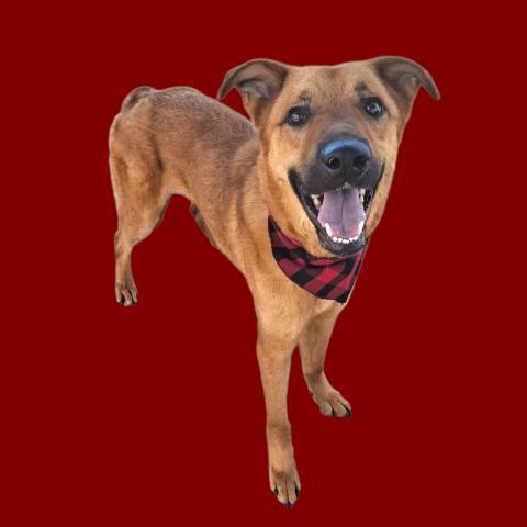 Little Red - URGENT AND AT RISK, ADOPTABLE, Young Male Shepherd.