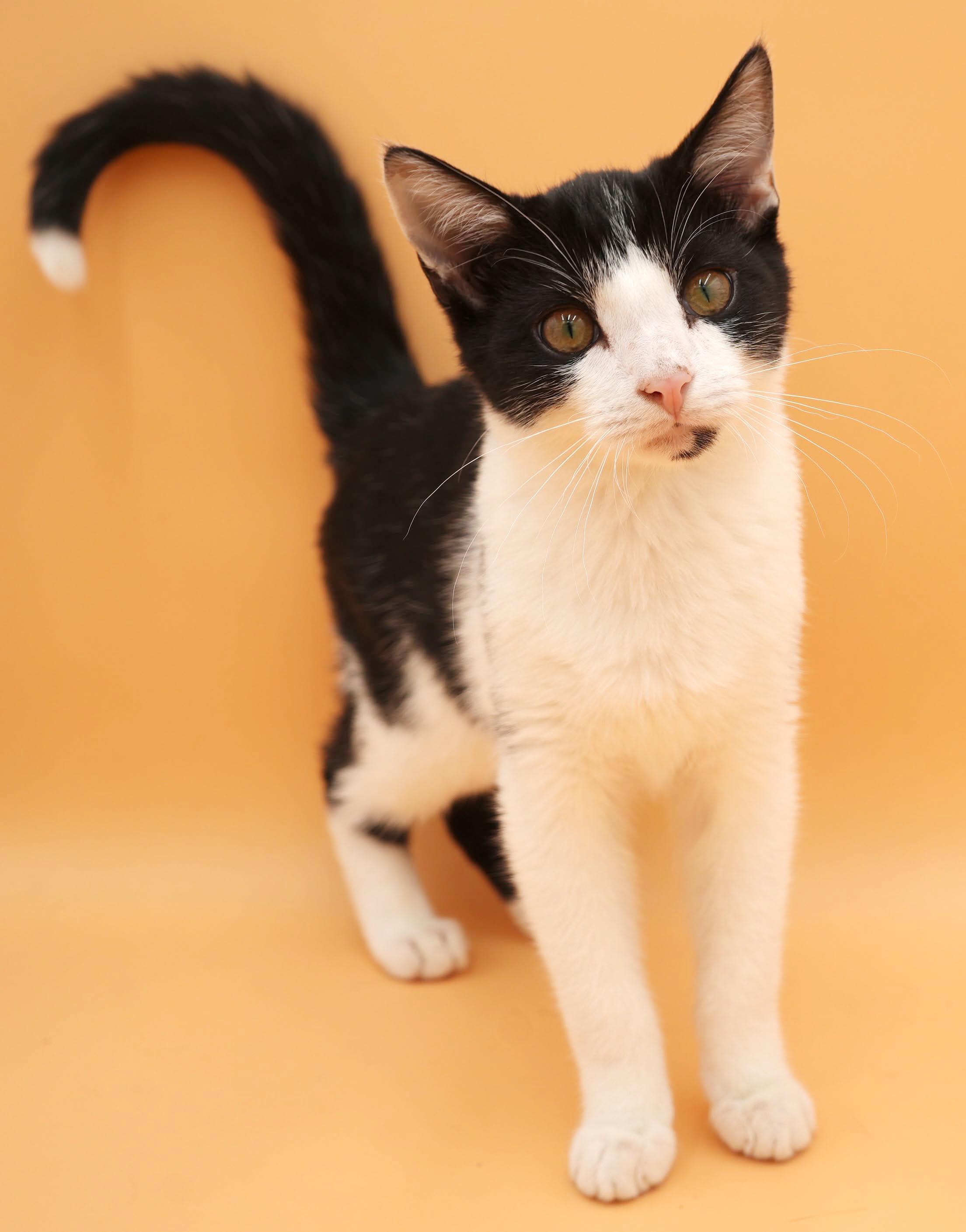 Almond is our prince of purrs n' snuggles - VIDEO - therapy sweet - OLD ENOUGH TO GO SOLO, Adopted, Kitten Male Turkish Van & Tuxedo.
