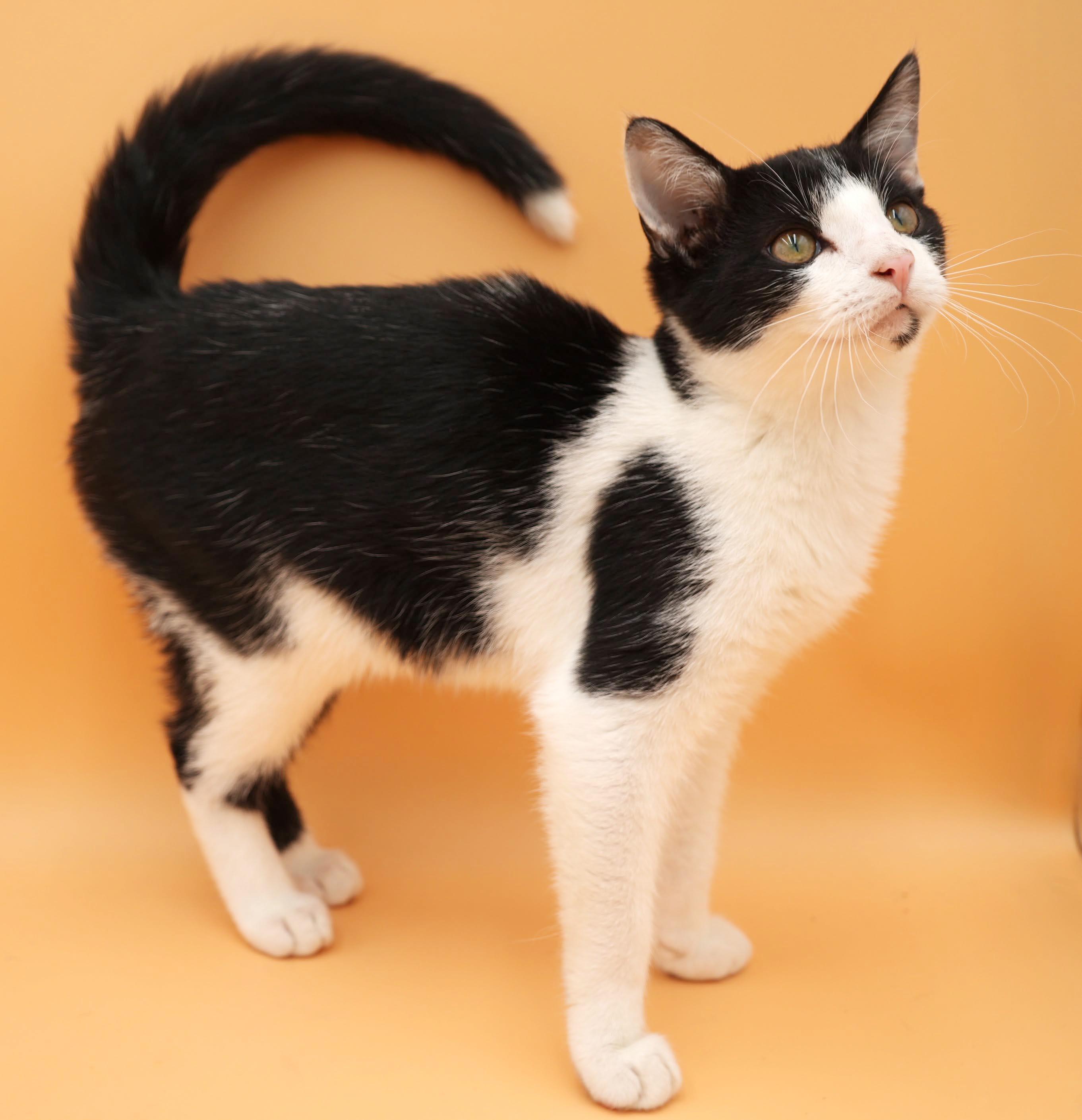 Enlarge Almond is our prince of purrs n' snuggles - VIDEO - therapy sweet - OLD ENOUGH TO GO SOLO, a Adopted mixed breed in Bedford Hills, NY image 6/6