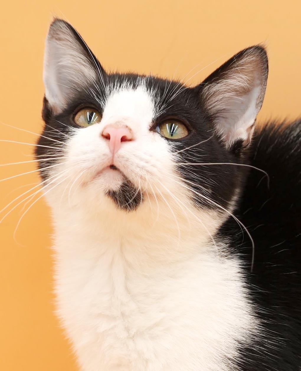 Enlarge Almond is our prince of purrs n' snuggles - VIDEO - therapy sweet - OLD ENOUGH TO GO SOLO, a Adopted mixed breed in Bedford Hills, NY image 4/6