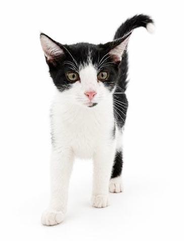 Enlarge Almond is our prince of purrs n' snuggles - VIDEO - therapy sweet - OLD ENOUGH TO GO SOLO, a Adopted mixed breed in Bedford Hills, NY image 3/6