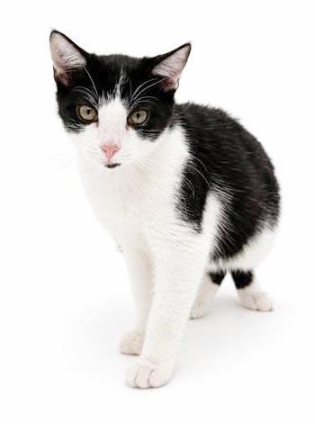 Enlarge Almond is our prince of purrs n' snuggles - VIDEO - therapy sweet - OLD ENOUGH TO GO SOLO, a Adopted mixed breed in Bedford Hills, NY image 5/6