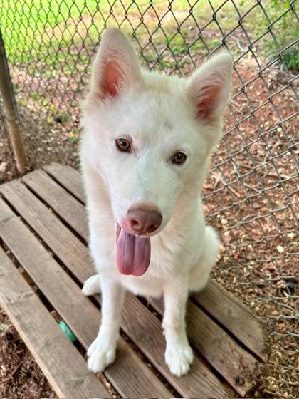 Ferret, Adoptable, Young Male Siberian Husky & Mixed Breed.