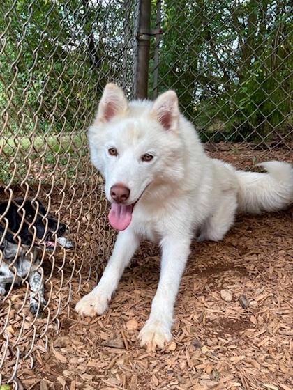 Ferret, a Adoptable mixed breed in Cumming, GA image 2/3
