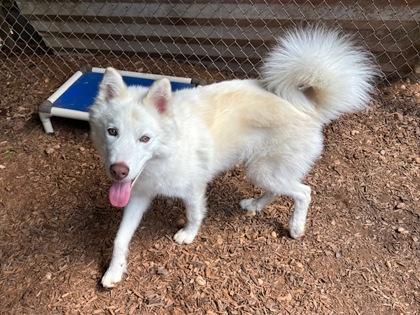 Ferret, a Adoptable mixed breed in Cumming, GA image 3/3