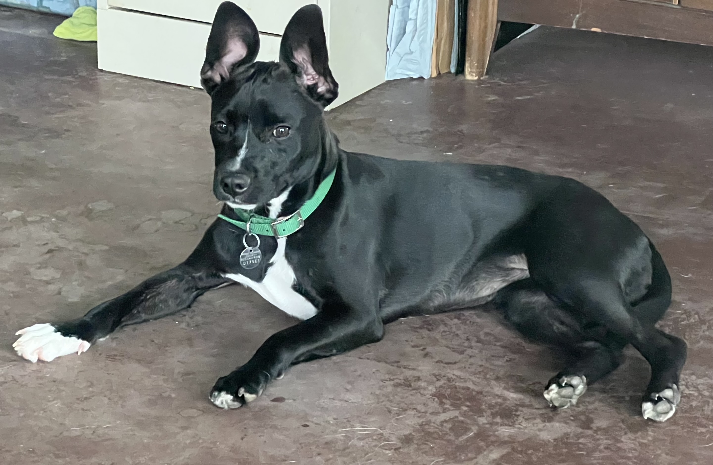 Enlarge Dobby, a Adoptable mixed breed in Wingdale, NY image 1/3