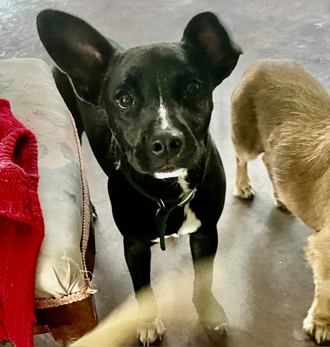 Enlarge Dobby, a Adoptable mixed breed in Wingdale, NY image 2/3