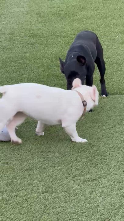 Enlarge Dobby, a Adoptable mixed breed in Wingdale, NY video 3/3