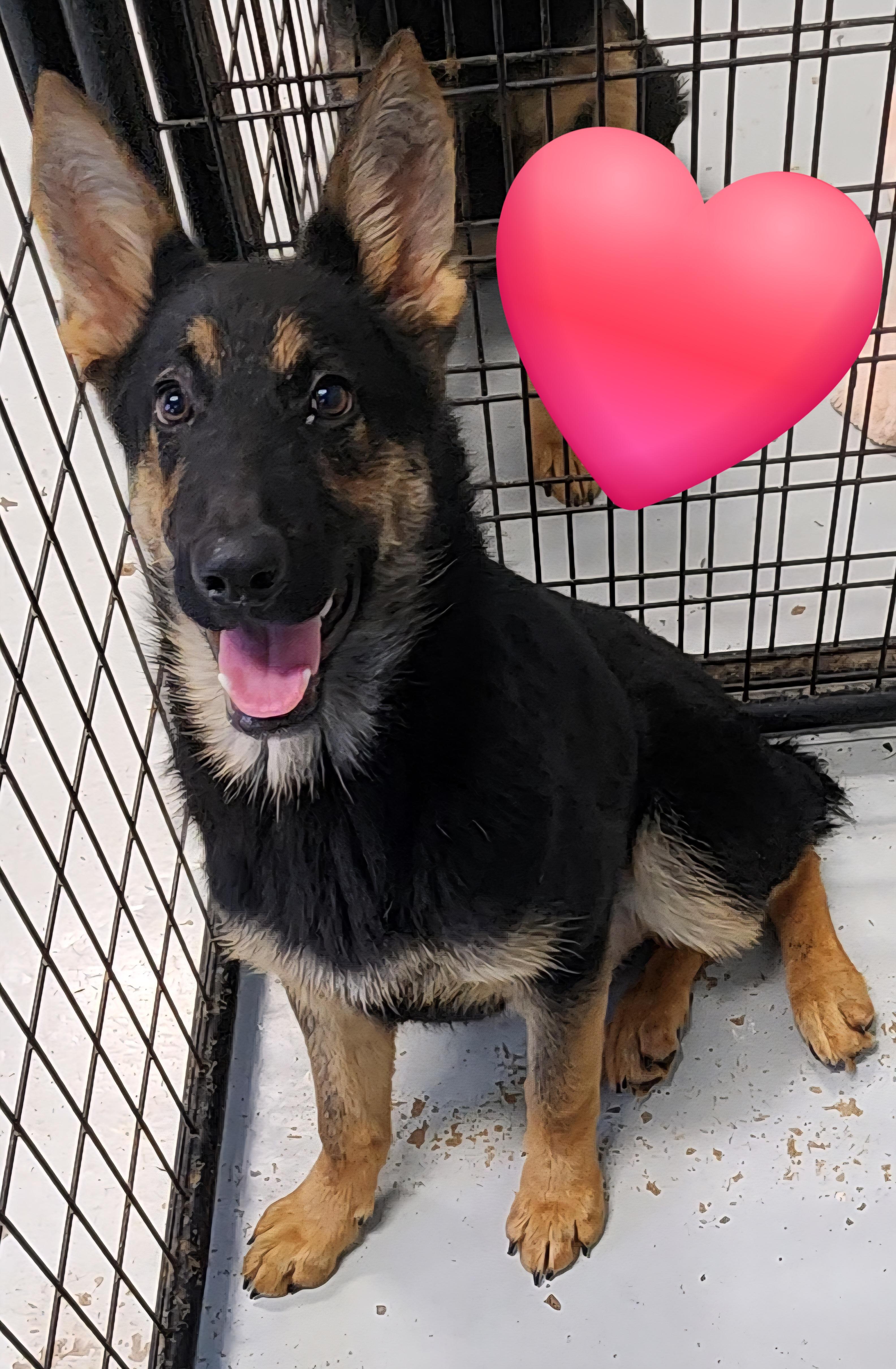 Sable, Adoptable, Young Female German Shepherd Dog.