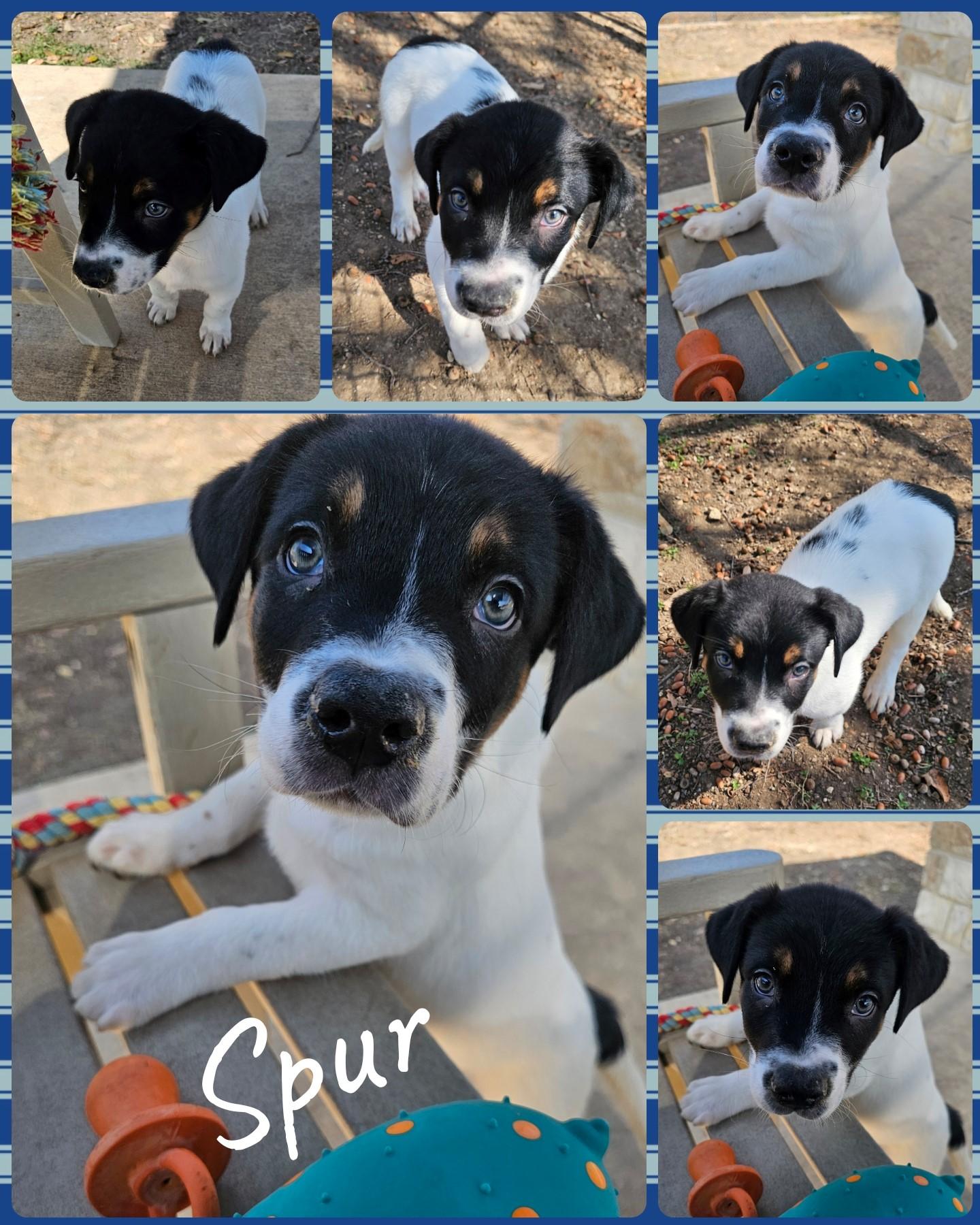 Enlarge Spur, an adopted mixed breed in Universal City, TX image 1/1