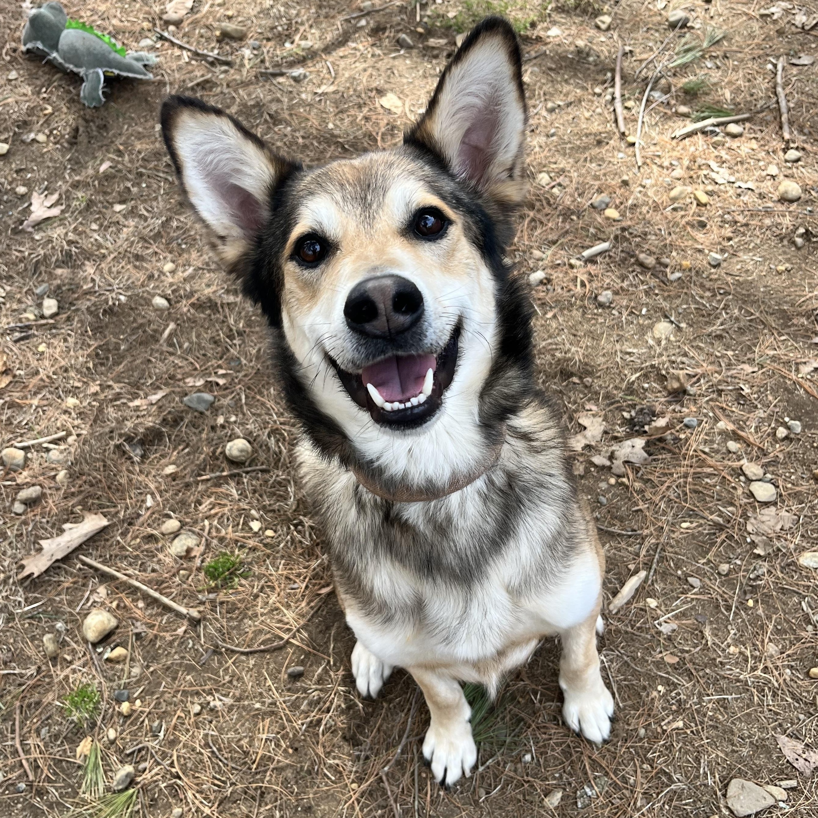 Enlarge Navy, an adoptable mixed breed in Mansfield, CT image 3/5