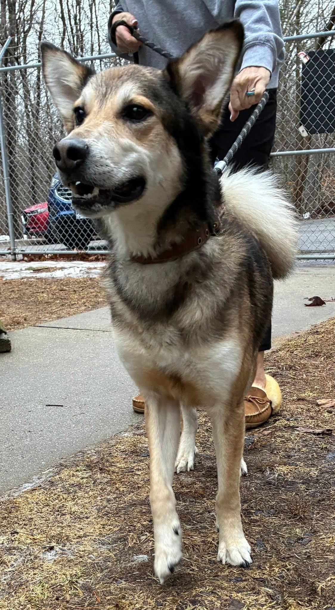 Enlarge Navy, an adoptable mixed breed in Mansfield, CT image 2/5