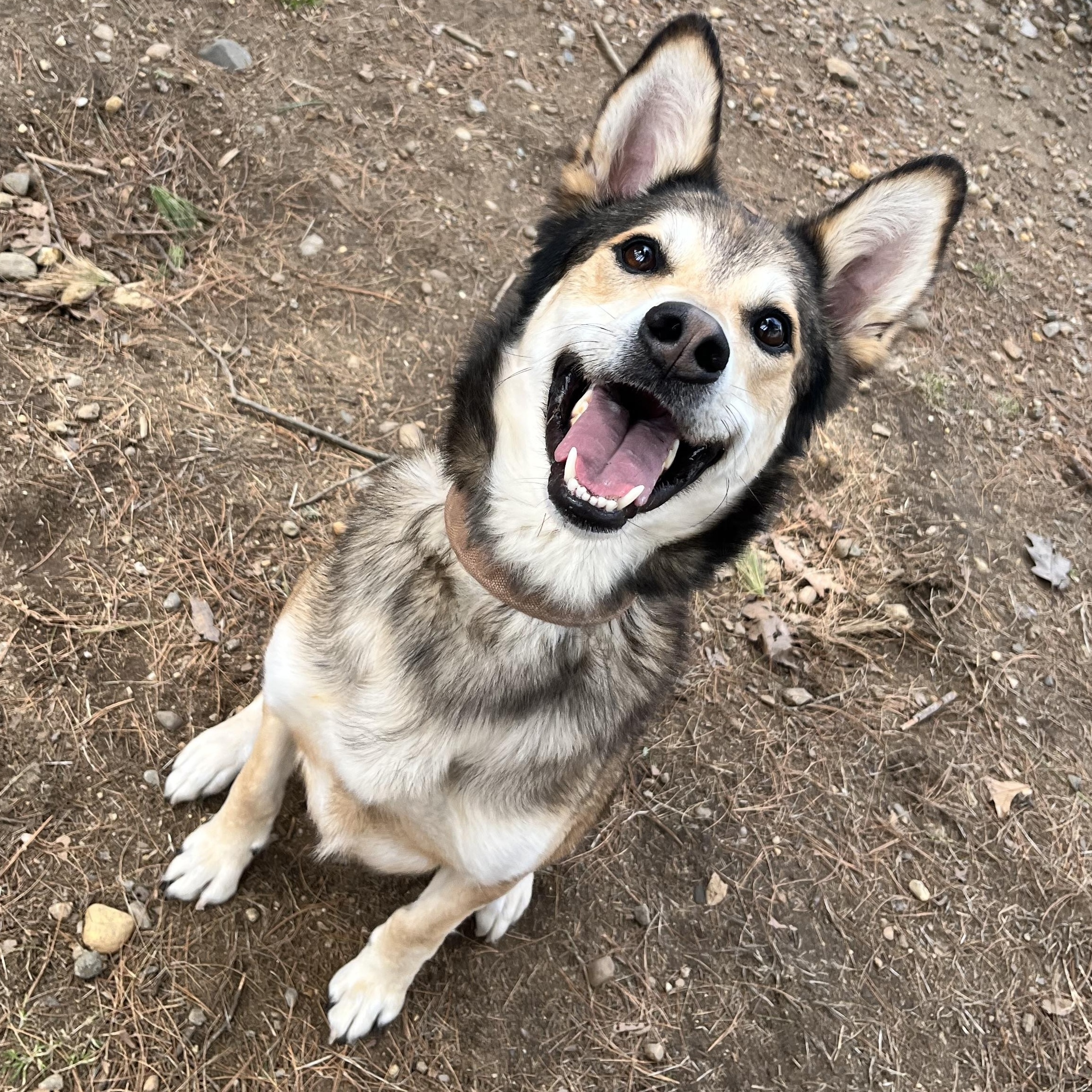 Navy, adoptable, Adult Male Spitz.