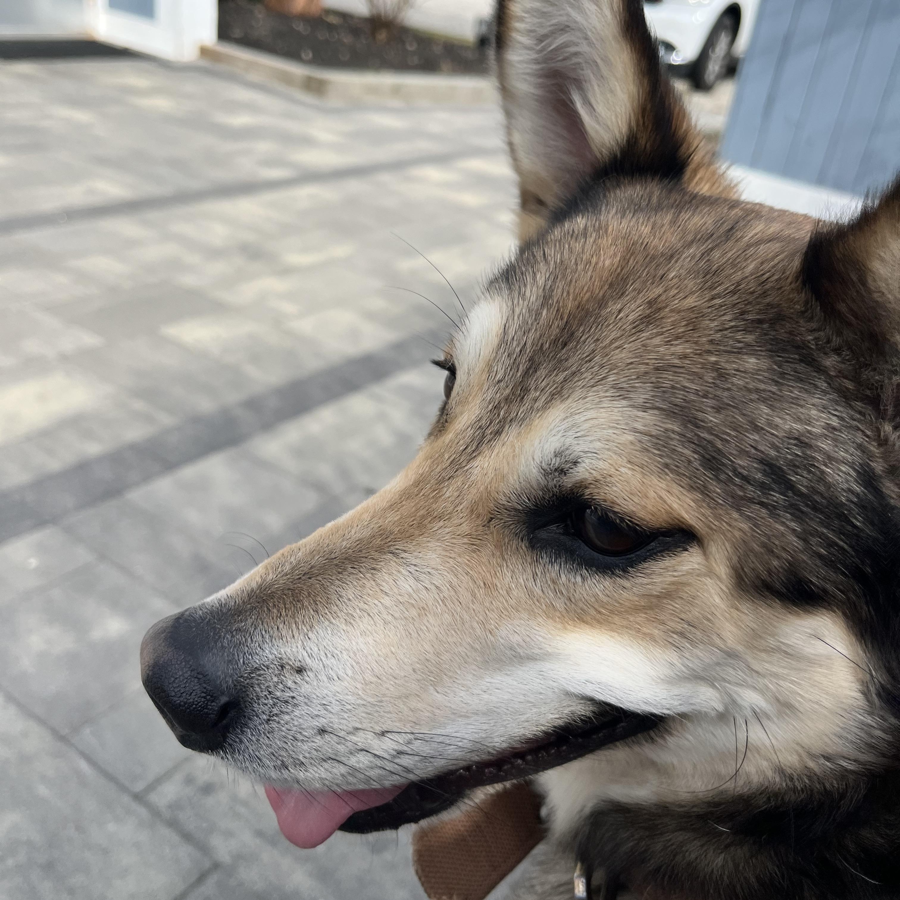 Enlarge Navy, an adoptable mixed breed in Mansfield, CT image 5/5