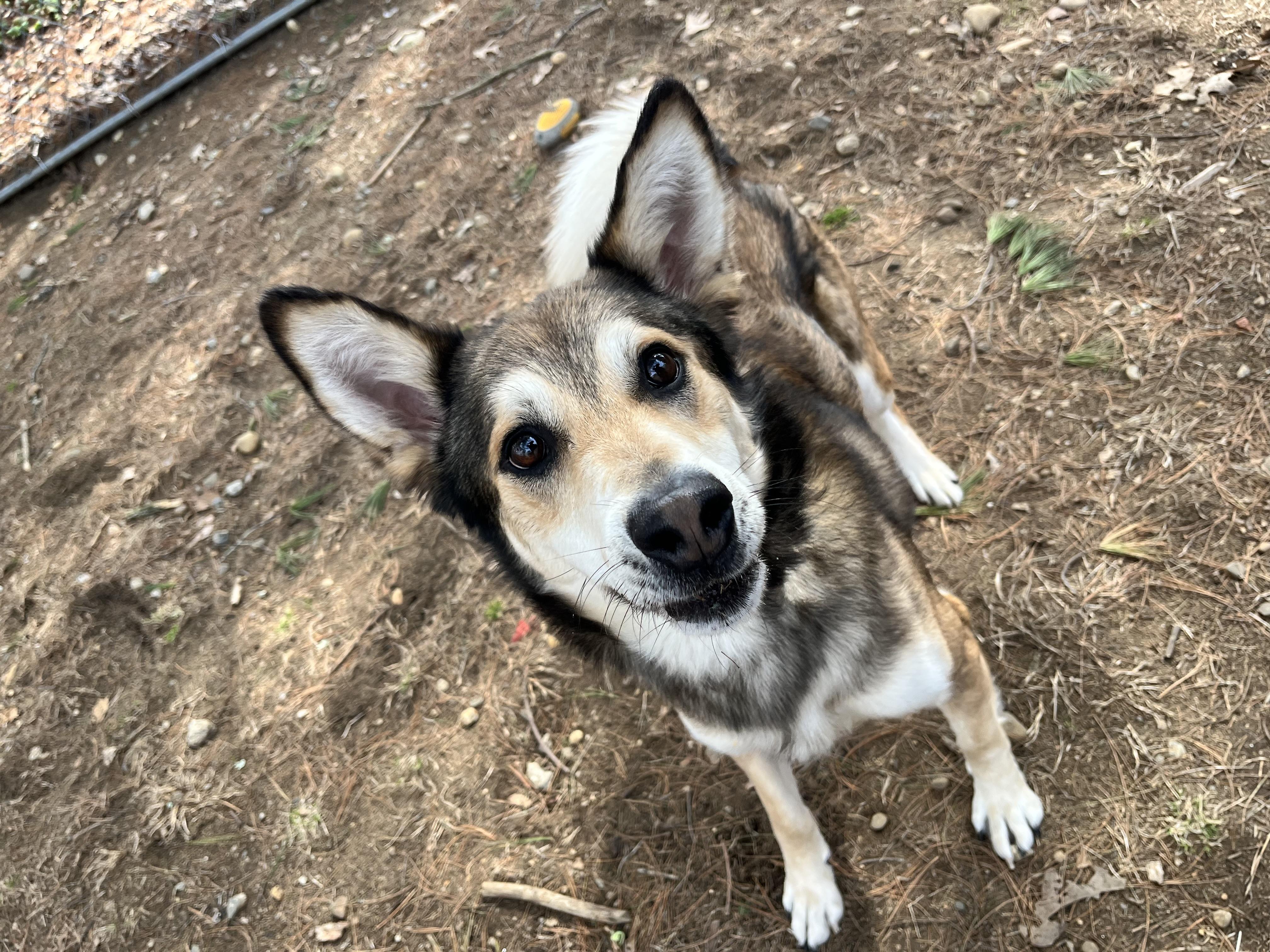 Enlarge Navy, an adoptable mixed breed in Mansfield, CT image 4/5