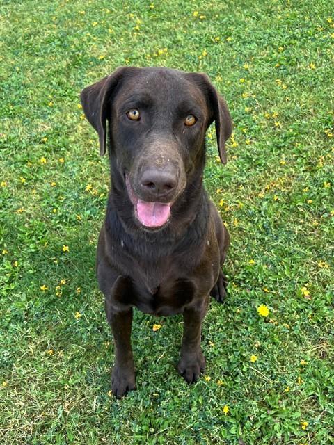 PARKER, Adoptable, Adult Male Labrador Retriever.