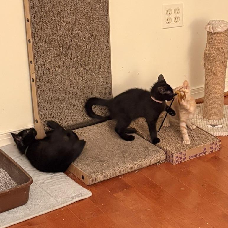 Summer, Adoptable, Kitten Female Domestic Medium Hair.