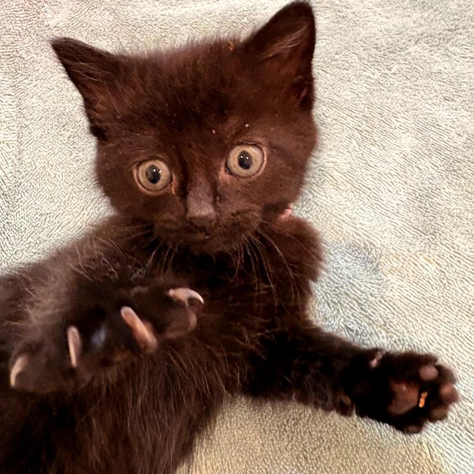 Enlarge Summer, a Adoptable Domestic Medium Hair in Waldorf, MD image 2/6