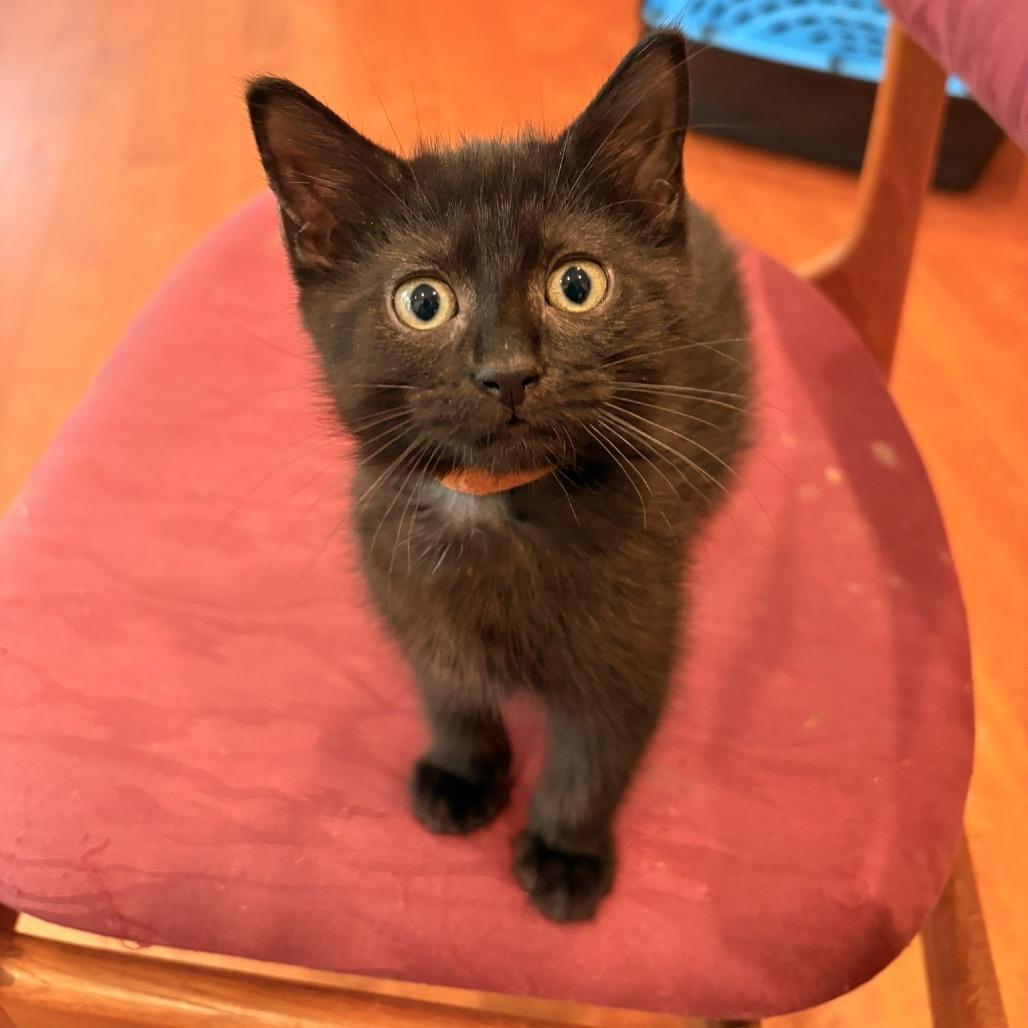 Enlarge Summer, a Adoptable Domestic Medium Hair in Waldorf, MD image 3/6
