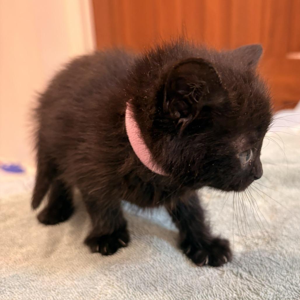 Enlarge Summer, a Adoptable Domestic Medium Hair in Waldorf, MD image 4/6