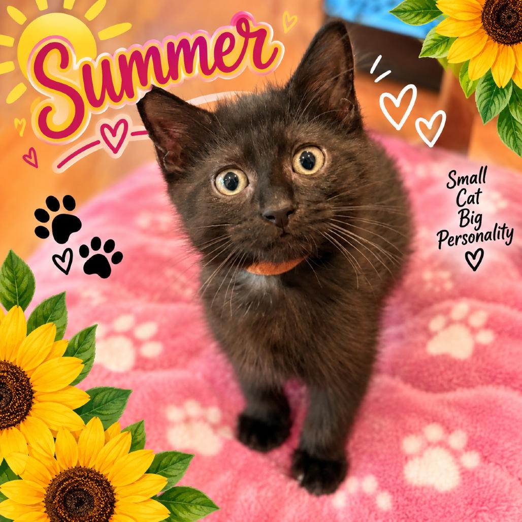 Enlarge Summer, a Adoptable Domestic Medium Hair in Waldorf, MD image 6/6