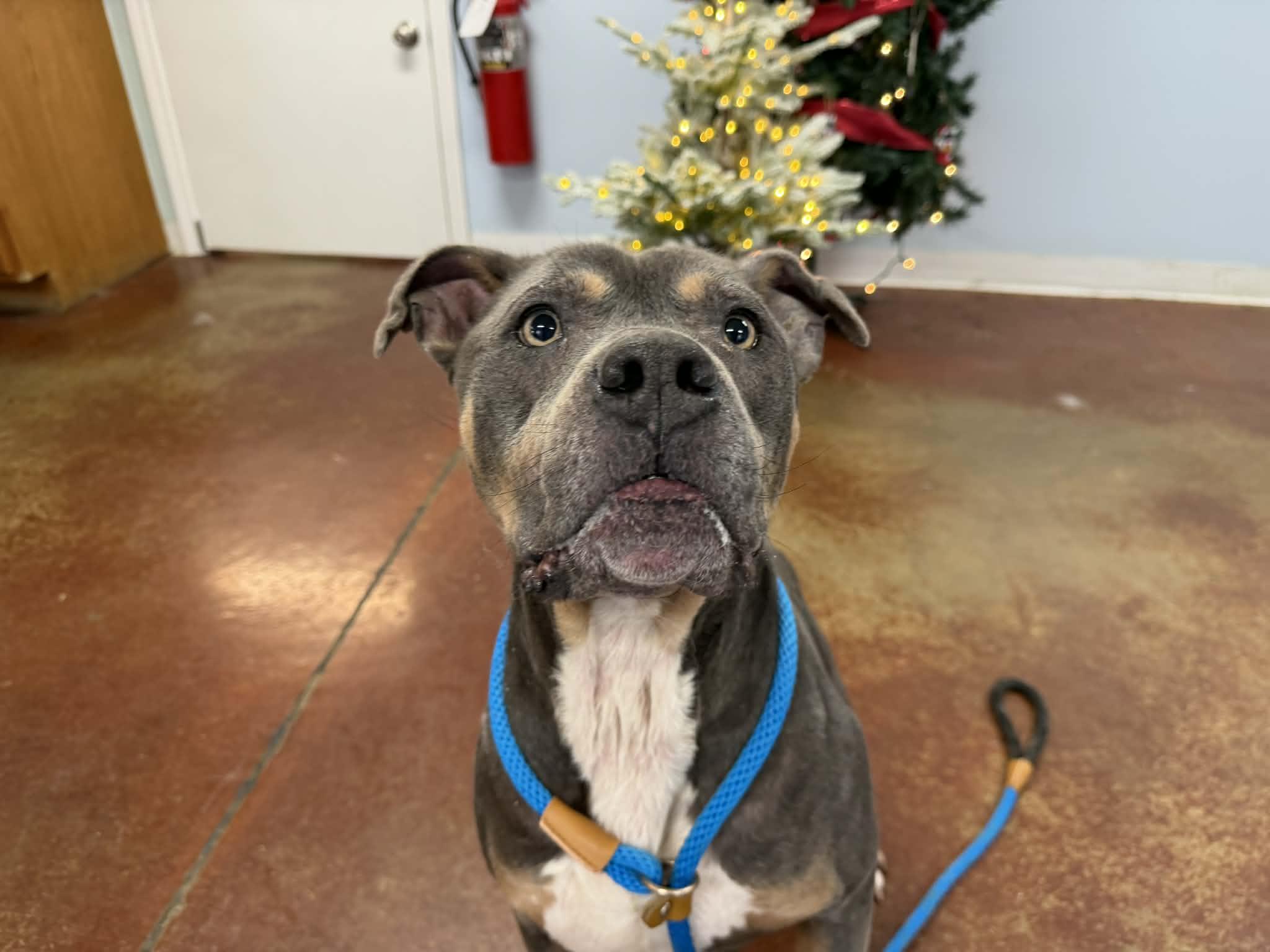 Enlarge Rocky, an adopted mixed breed in Shelbyville, KY image 4/4