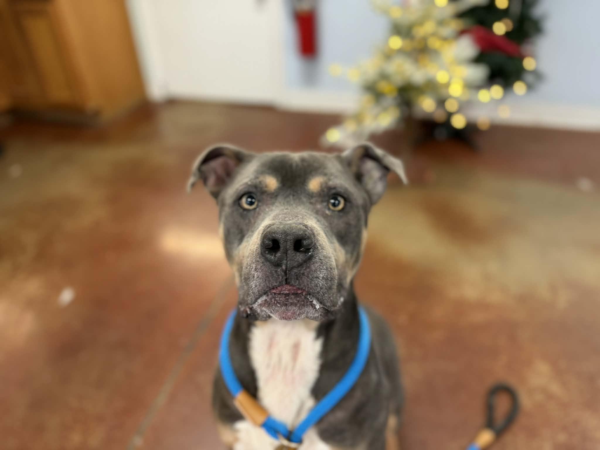 Rocky, adopted, Adult Male Pit Bull Terrier.