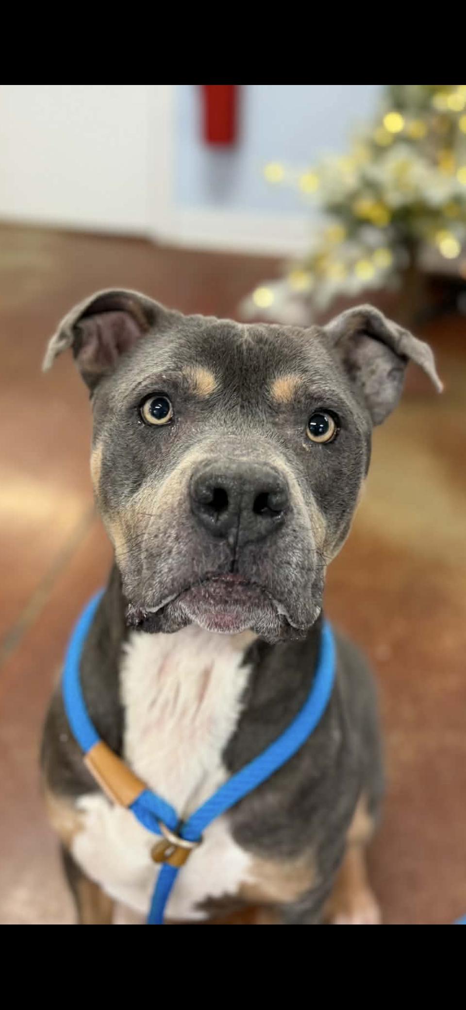 Enlarge Rocky, an adopted mixed breed in Shelbyville, KY image 2/4