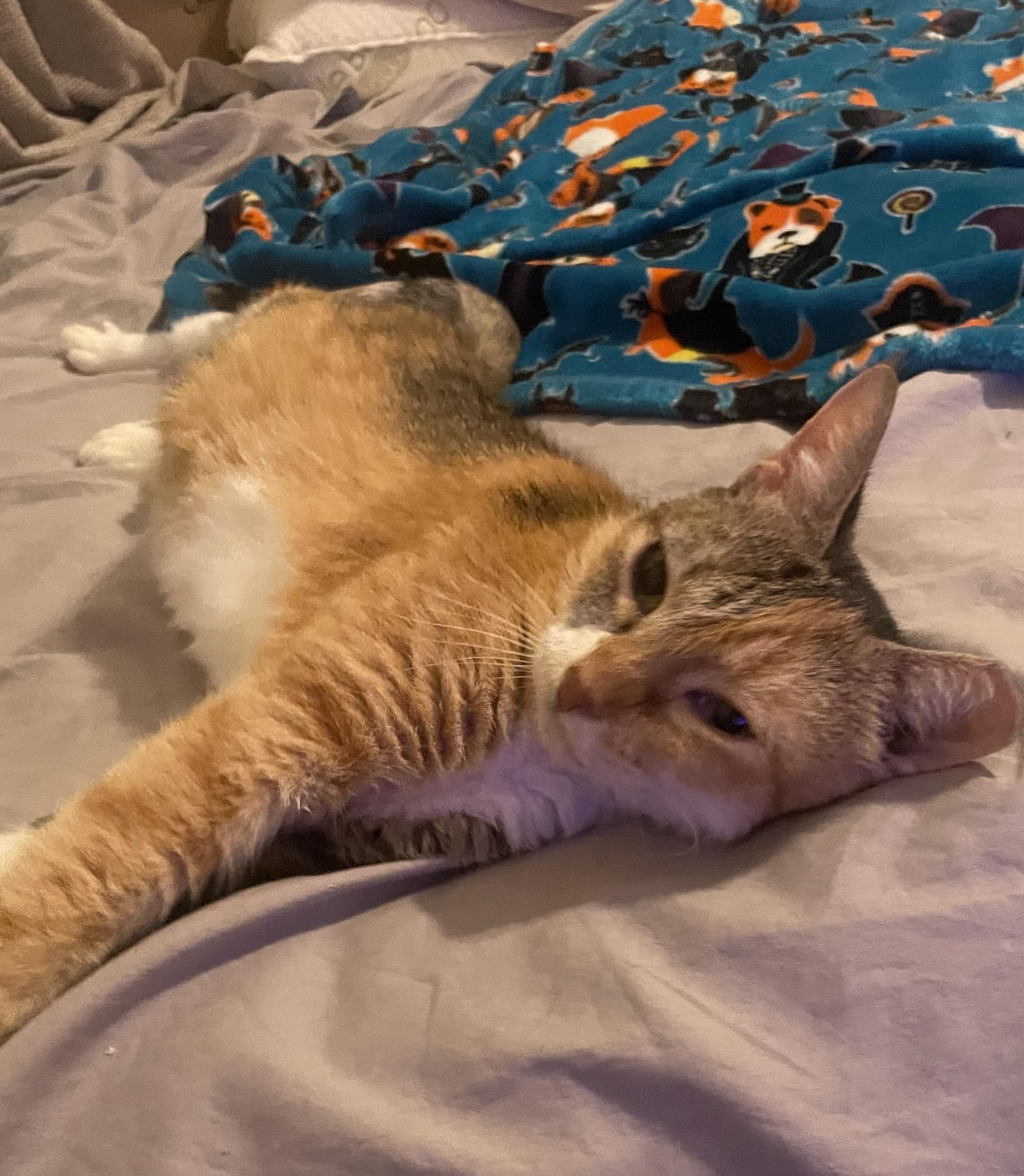 Enlarge Lady, a Adoptable Domestic Short Hair in san antonio, TX image 1/3