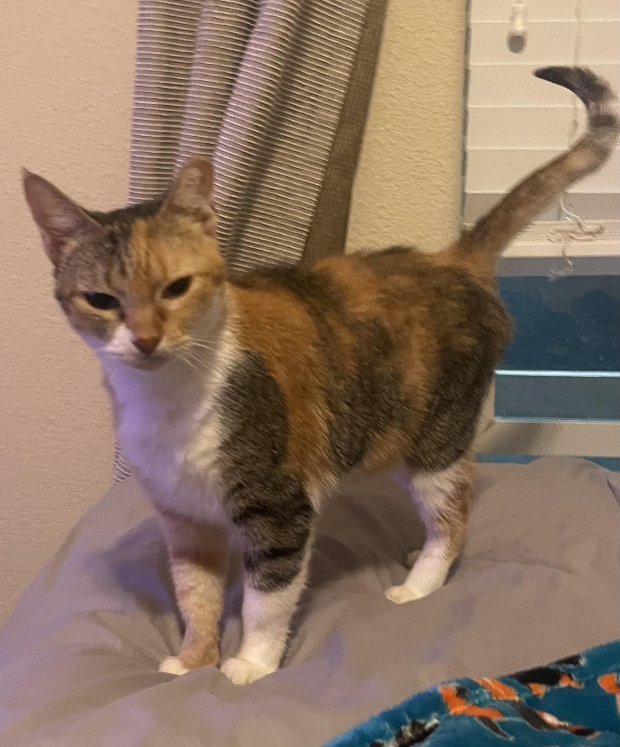 Enlarge Lady, a Adoptable Domestic Short Hair in san antonio, TX image 2/3