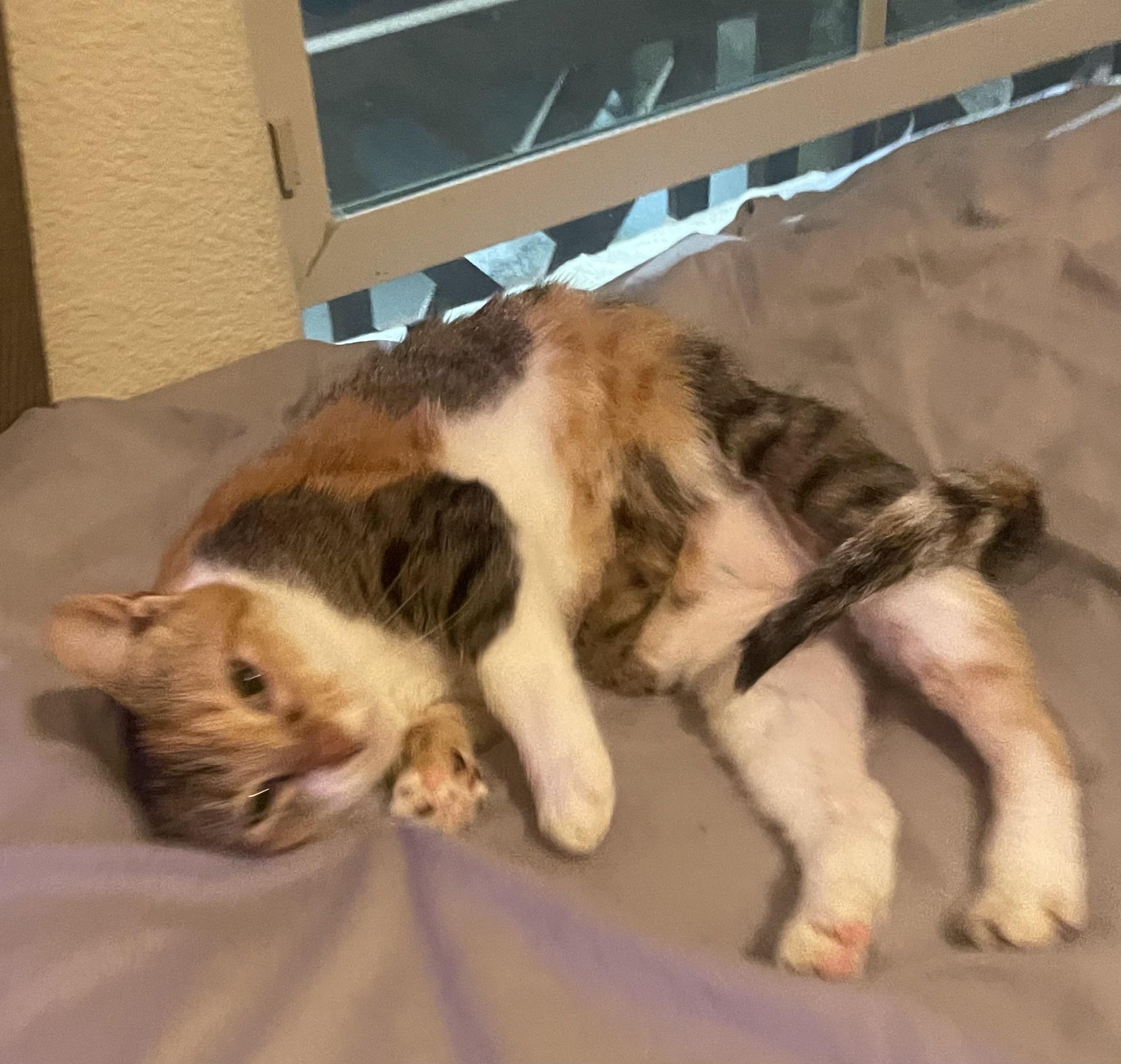 Enlarge Lady, a Adoptable Domestic Short Hair in san antonio, TX image 3/3