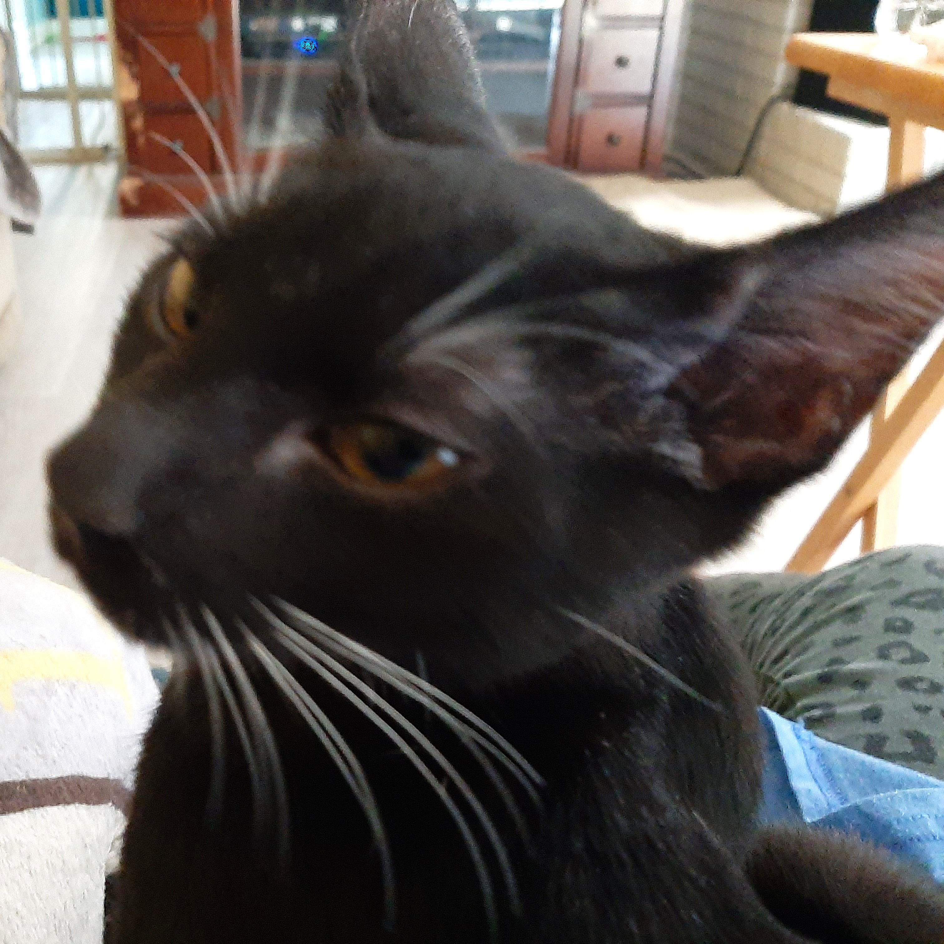 Enlarge Alfred, a ADOPTABLE Domestic Short Hair in Smithfield, NC image 3/4