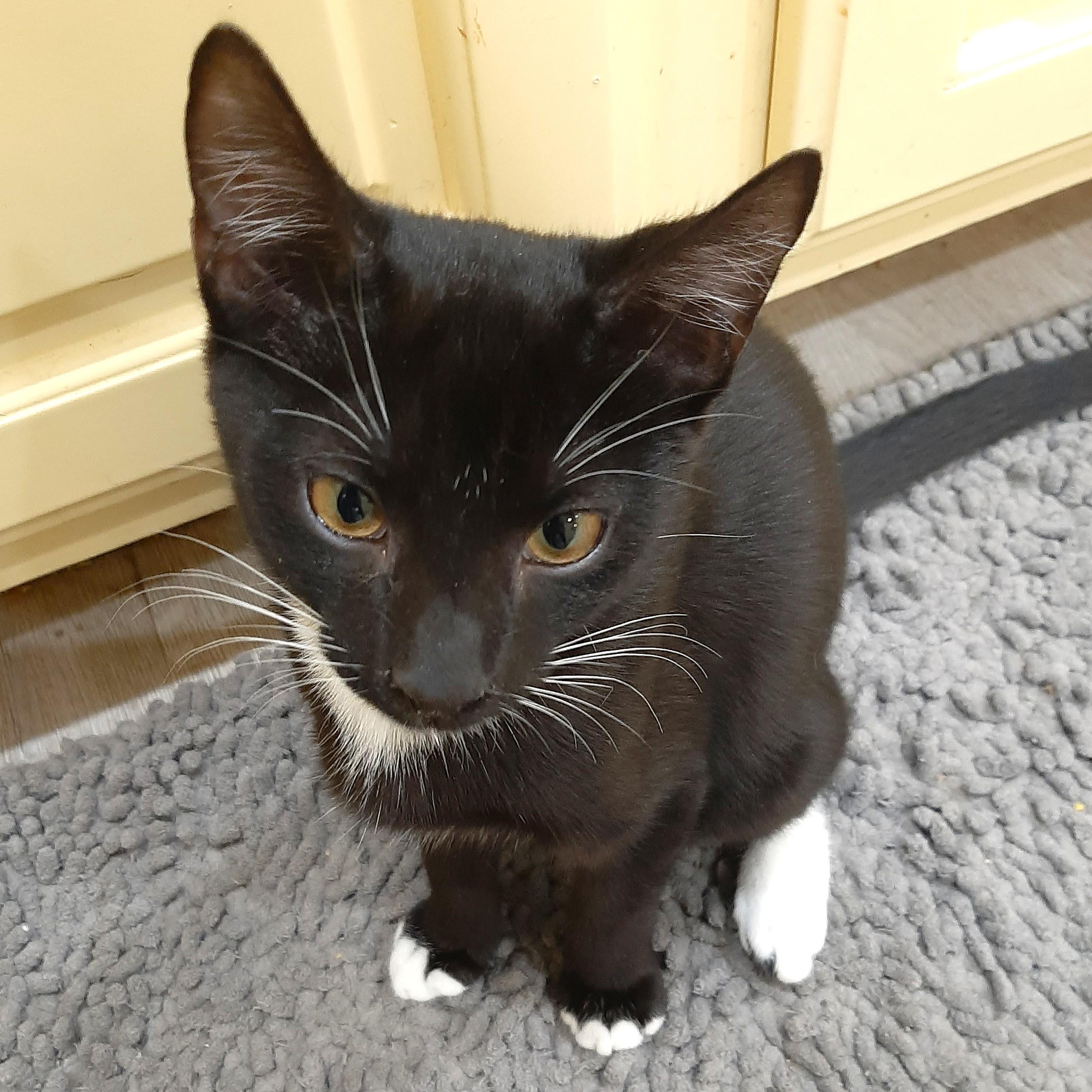 Enlarge Alfred, a ADOPTABLE Domestic Short Hair in Smithfield, NC image 4/4