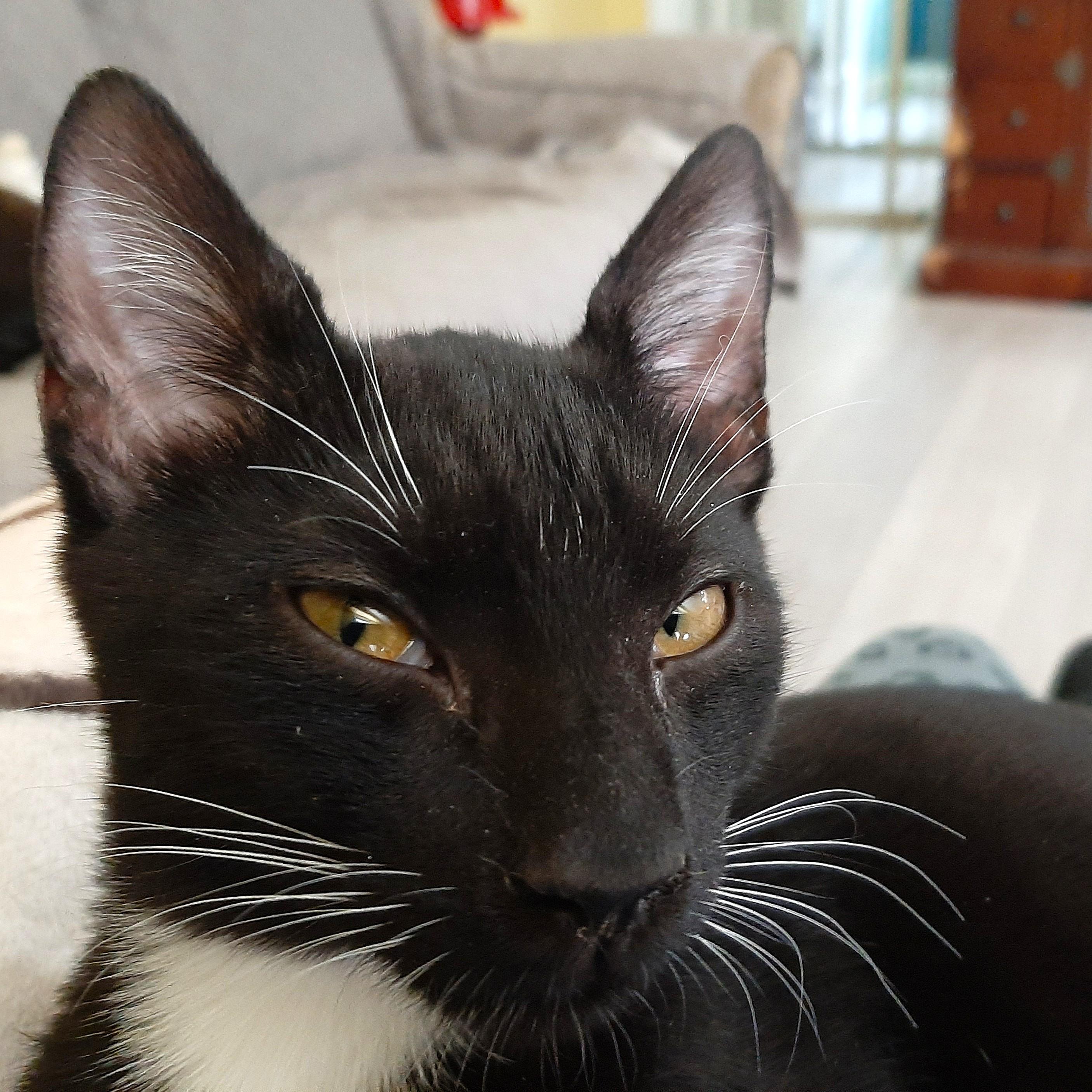 Enlarge Alfred, a ADOPTABLE Domestic Short Hair in Smithfield, NC image 2/4