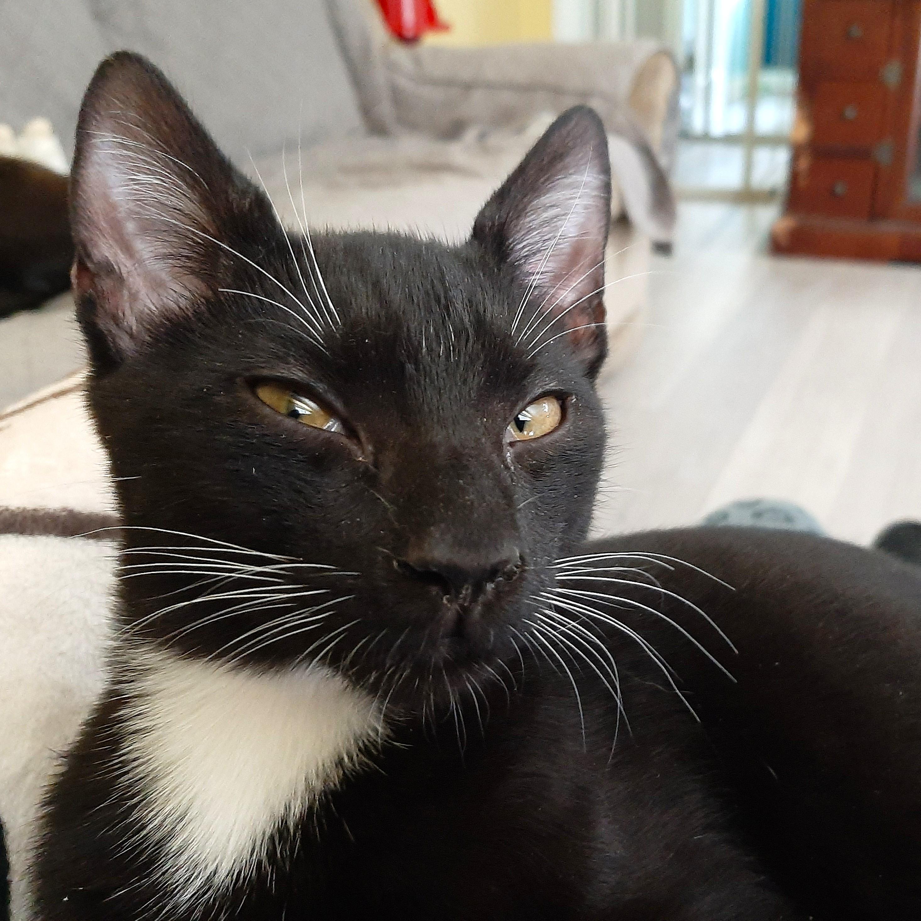 Enlarge Alfred, a ADOPTABLE Domestic Short Hair in Smithfield, NC image 1/4