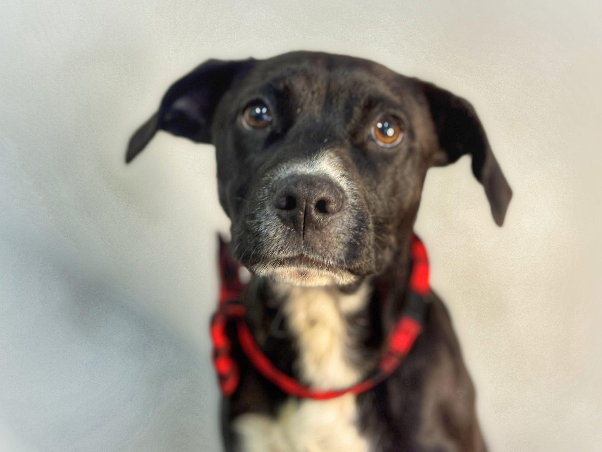 Murphy, ADOPTABLE, Young Male Beagle.