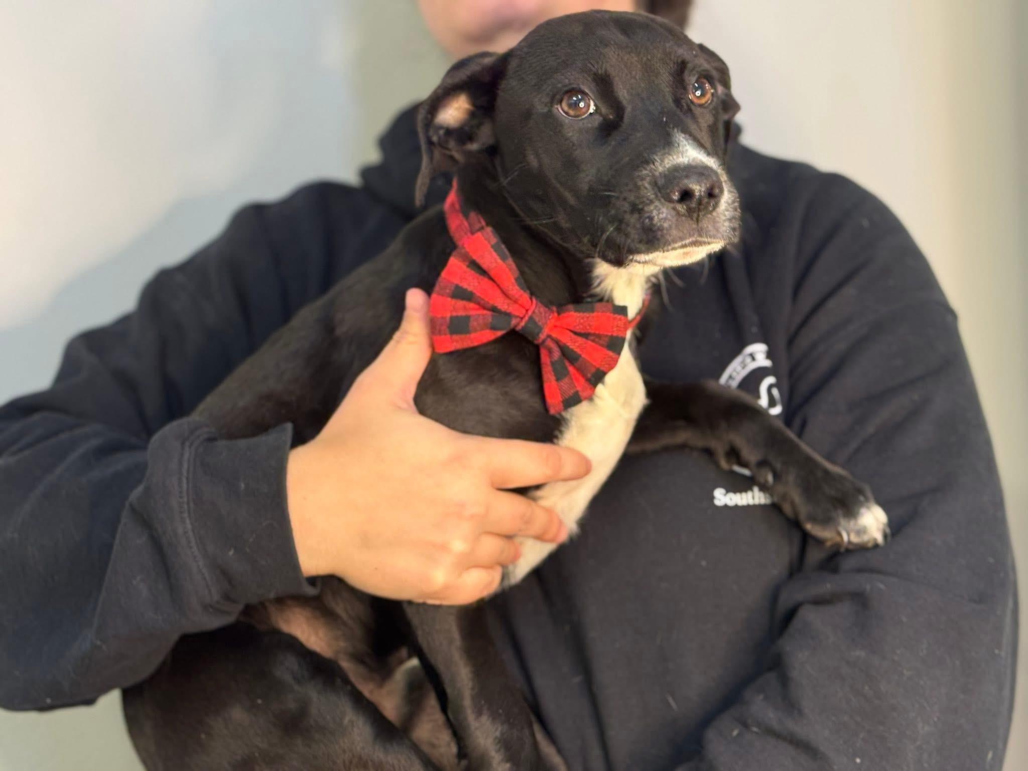 Murphy, a ADOPTABLE mixed breed in Richmond, VA image 2/3