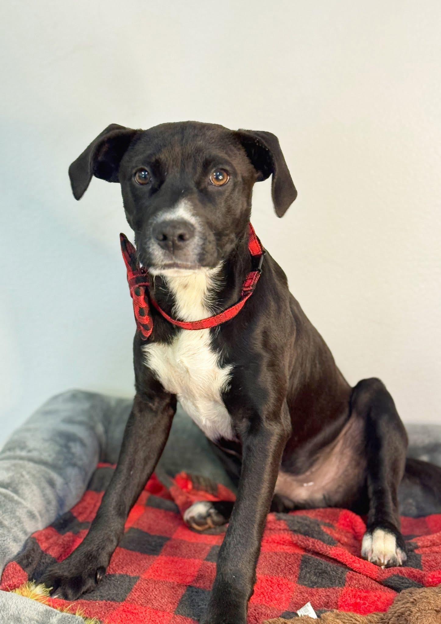 Murphy, a ADOPTABLE mixed breed in Richmond, VA image 3/3