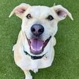 Enlarge Rocko, a Adoptable Mixed Breed in Santa Cruz, CA image 1/3