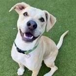 Enlarge Rocko, a Adoptable Mixed Breed in Santa Cruz, CA image 2/3