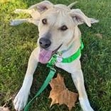 Enlarge Rocko, a Adoptable Mixed Breed in Santa Cruz, CA image 3/3