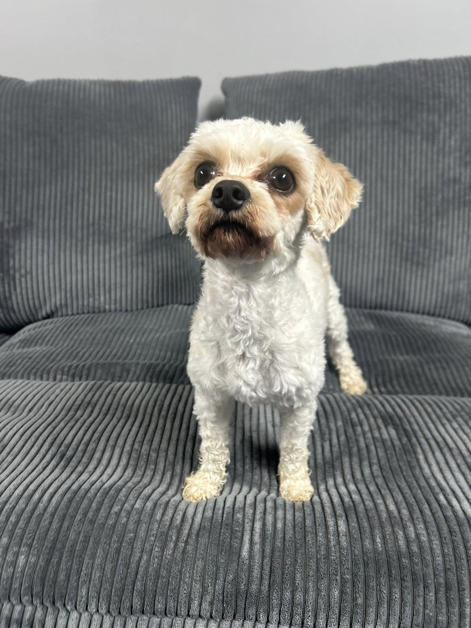 Bella, Adopted, Adult Female Cavalier King Charles Spaniel & Poodle.