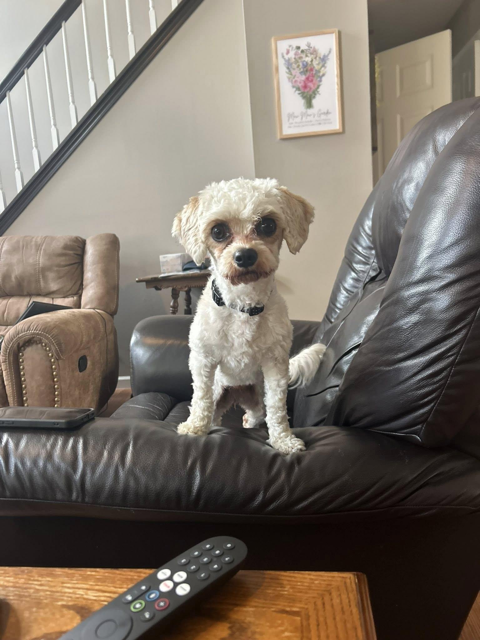 Bella, a Adopted mixed breed in Fenton, MO image 2/2