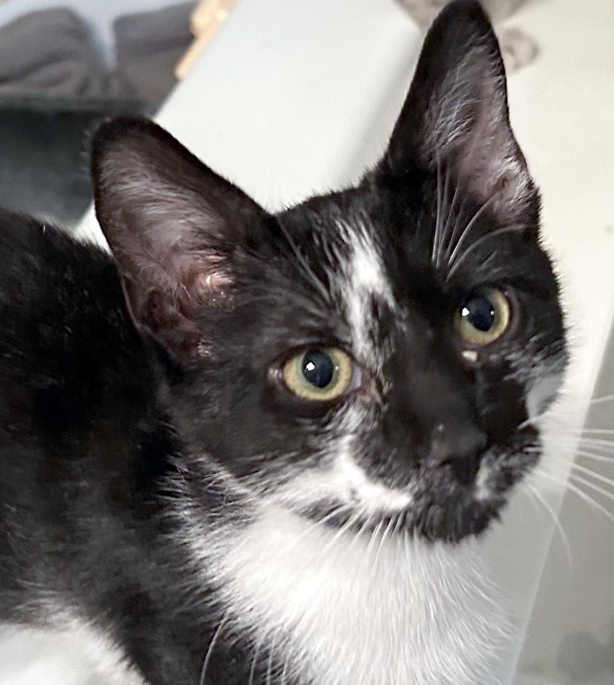 Enlarge Jarvy, a ADOPTABLE Domestic Short Hair in Smithfield, NC image 1/4