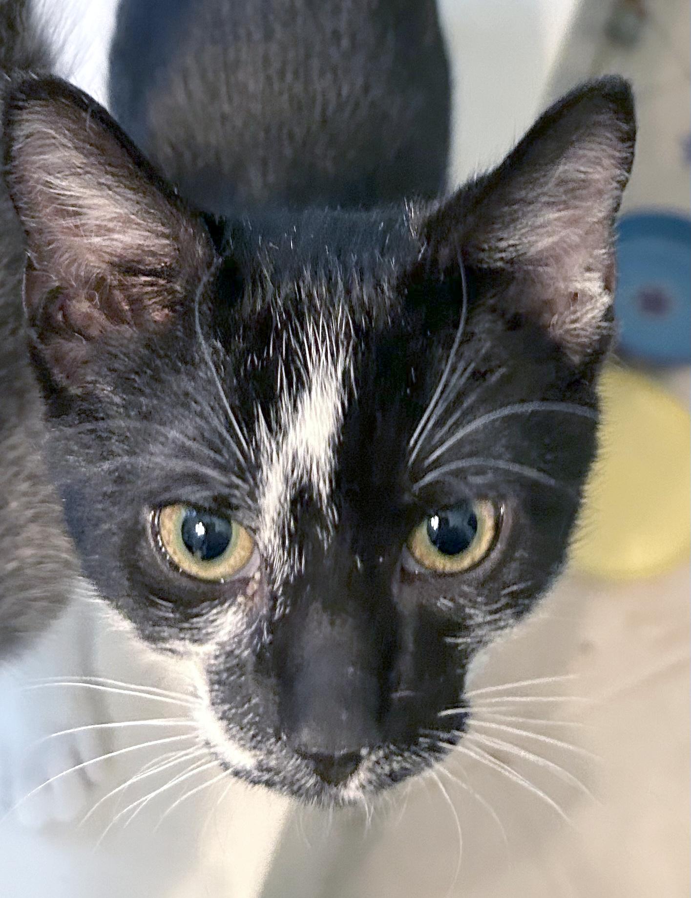 Enlarge Jarvy, a ADOPTABLE Domestic Short Hair in Smithfield, NC image 3/4
