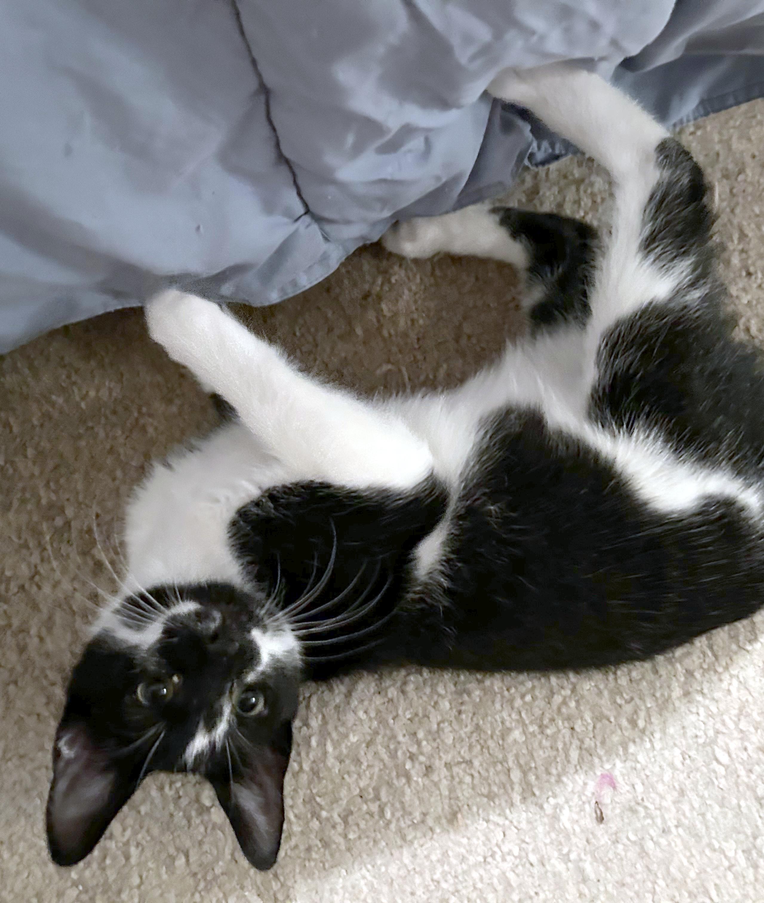Enlarge Jarvy, a ADOPTABLE Domestic Short Hair in Smithfield, NC image 2/4